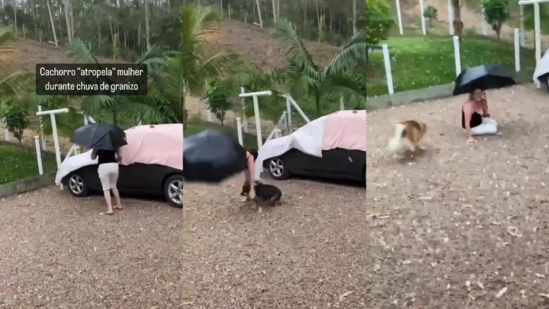 O cachorro levado estava preocupado com a dona quando correu atrás dela, mas acabou fazendo o efeito contrário e a coisa ficou feia para o lado dele