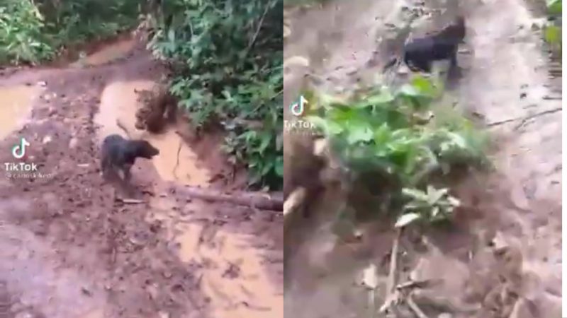 A onça persegue ferozmente e com grande velocidade um cachorro que se colocou a correr desesperadamente para escapar da morte certa