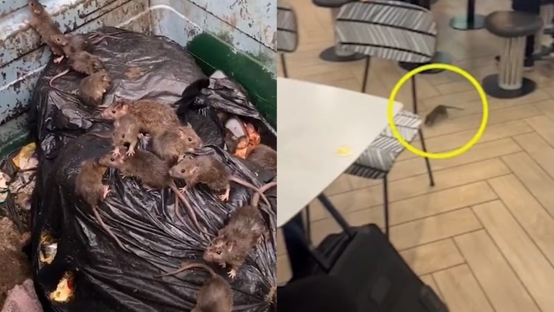 Rats have begun to appear in droves in some towns across England after piling up piles of rubbish bags due to a strike at England's waste collection service.