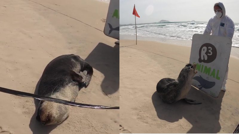 O lobo-marinho foi avistado pelos moradores que chamaram as autoridades para resgatar o animal; o mamífero segue em recuperação no centro de tratamento da R3 Animal