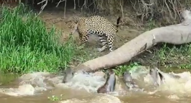 On&ccedil;a contra o grupo de 5 ariranhas – Foto: Reprodu&ccedil;&atilde;o/Redes Sociais/ND