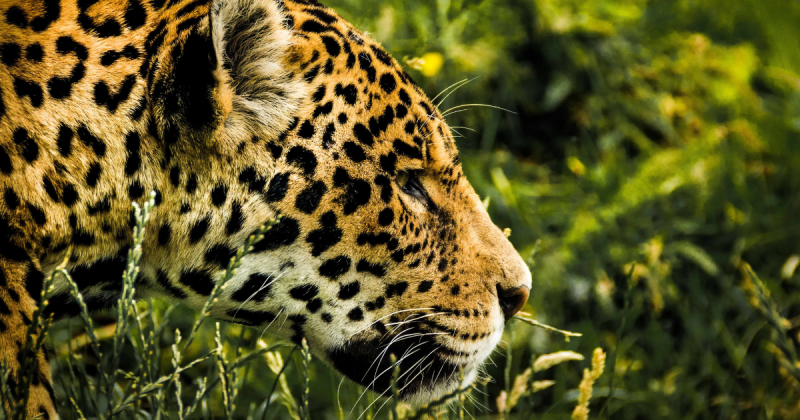 Onça observa presa sem que sua vítima a perceba