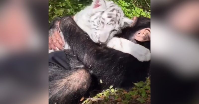 Macaco faz amizade com cachorro e o leva para passear na floresta