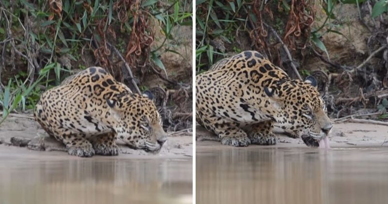 Guia turístico flagrou cena de onça matando a sede, calma e tranquila às margens de um rio - Foto: Branco Arruda/Redes Sociais/Divulgação/ND