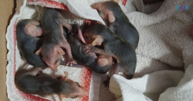 Filhotes Gambá foram para Florianópolis