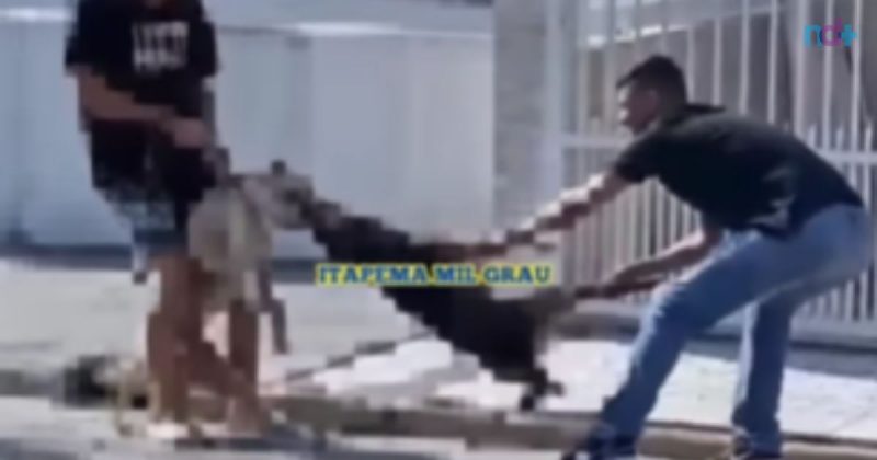 pitbull estava sem focinheira quando atacou cão de rua