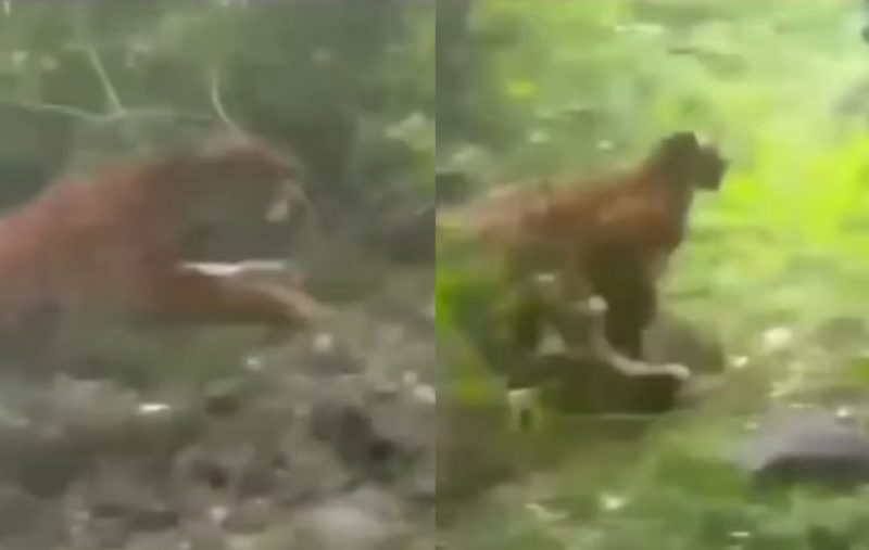 Biólogo comenta cena que viralizou com tigre feroz que por pouco não atacou um homem - Foto: Redes Sociais/Divulgação/ND