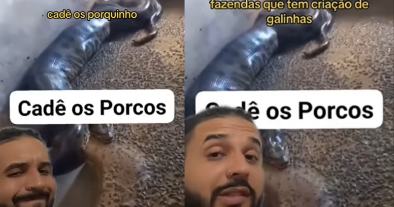Biólogo destaca necessidade de medidas preventivas para proteger animais de fazenda contra predadores famintos como a sucuri