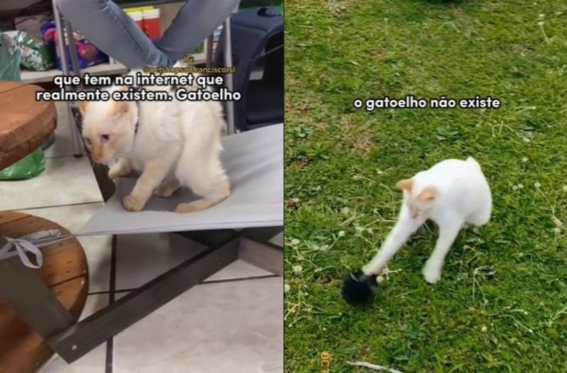 Saiba o que diz um especialista sobre a origem do 'gatoelho' e descubra se os vídeos em que ele aparece são reais - Foto: @gato.elho/Divulgação/ND
