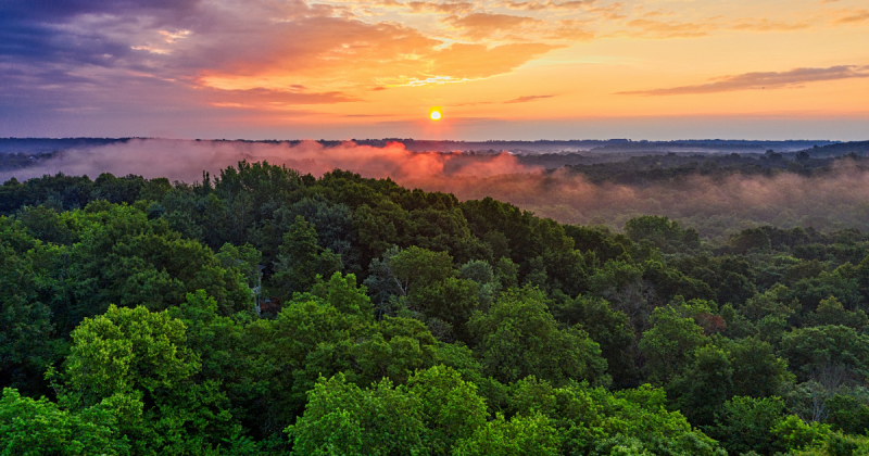 Conheça as 5 espécies de animais fazem parte de uma conexão única entre a Amazônia e Santa Catarina