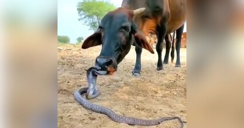 Cena de vaca 'dando beijo' em naja mortal viralizou e biólogo fez alerta sobre o assunto - Foto: Redes Sociais/Divulgação/NDCena de vaca 'dando beijo' em naja mortal viralizou e biólogo fez alerta sobre o assunto - Foto: Redes Sociais/Divulgação/ND