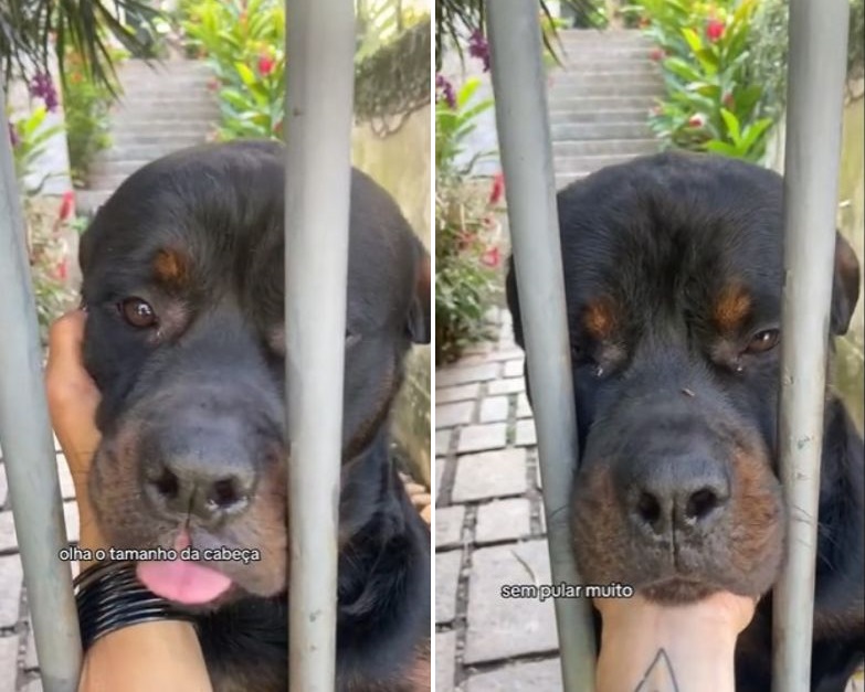 Rottweiler possui perfil nas redes sociais e tutora falou sobre o pedido de desculpas de seu cão em um vídeo - Foto: Redes Sociais/Divulgação/ND