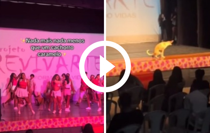 Cachorro caramelo invade apresentação e faz xixi no meio do palco