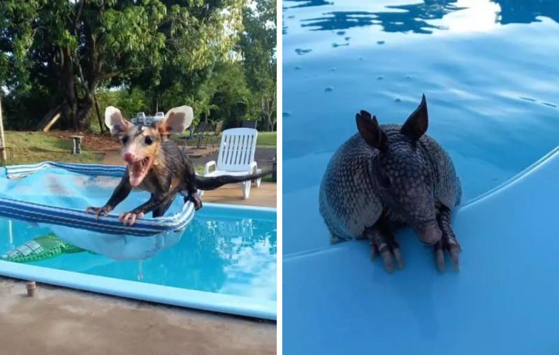 Tatus e gambá são flagrados tomando banho de piscininha