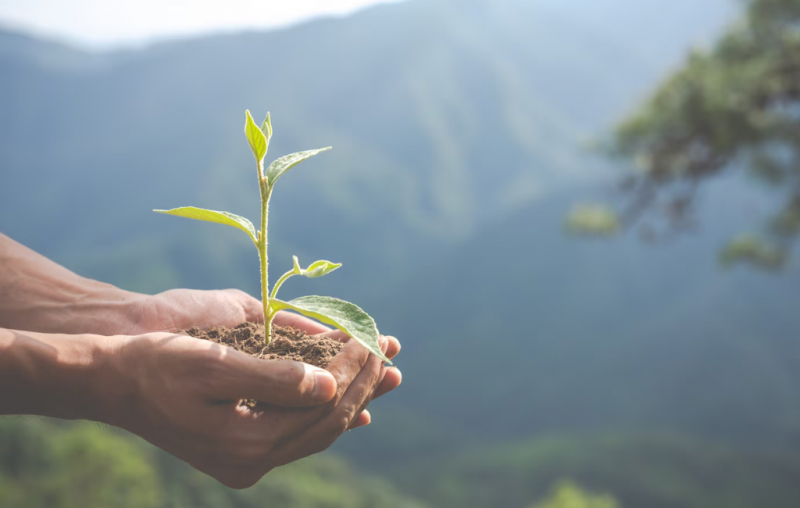 Natal sustentável: inovando para um futuro verde com o Grupo MB