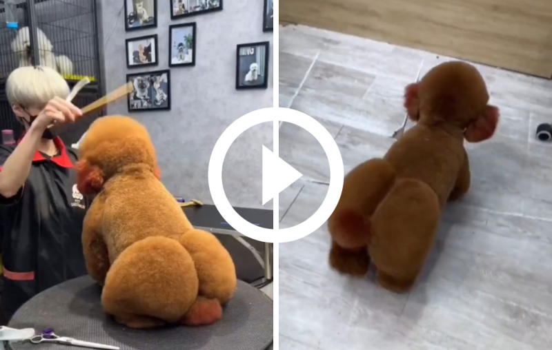 Cachorro viraliza após aparecer com tosa 'bumbum na nuca'