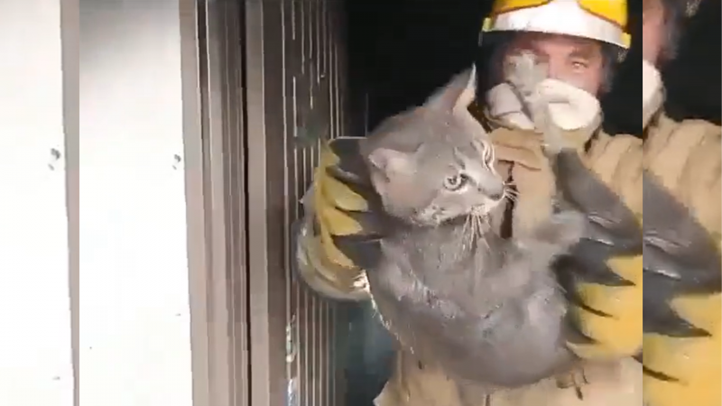 Momento que gatos são salvos do prédio incendiado