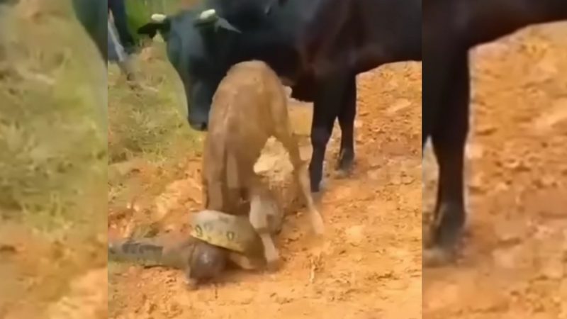 Vídeo mostra sucuri atacando bezerro
