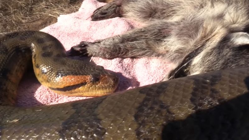 Anaconda se alimenta de guaxinim portando câmera
