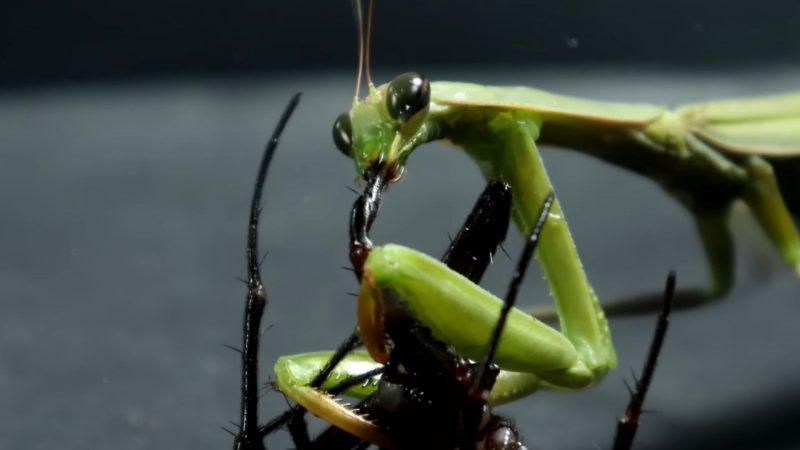 Louva-a-deus vs aranha