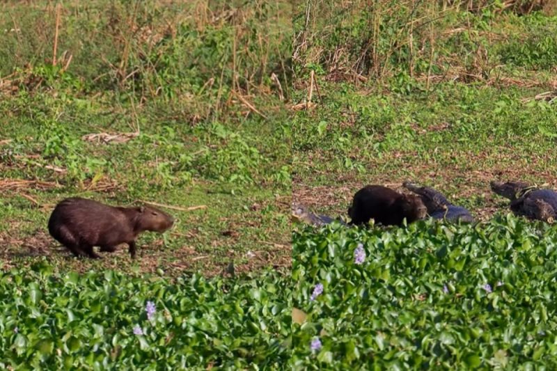Capivara correm em meio aos jacarés