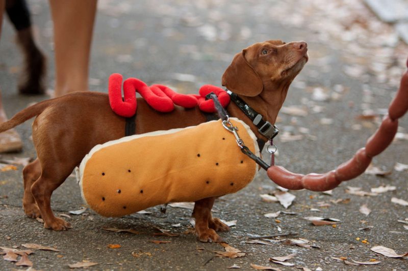 A imagem mostra um cachorro da raça dachshund vestido de salsicha em uma fantasia de pão.