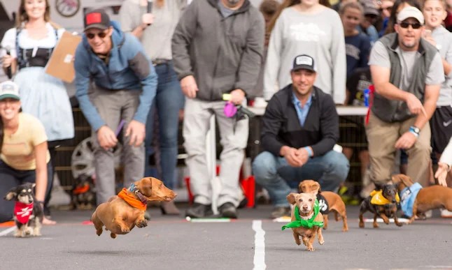 Corrida de cachorros viraliza na internet e ganha coração de todos 