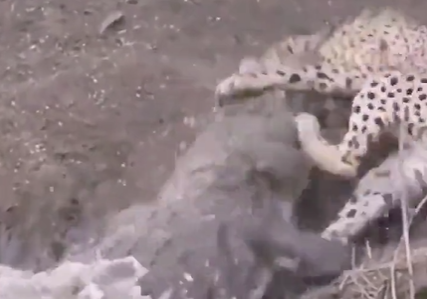 Crocodilo abocanha guepardo