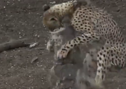 Crocodilo devora guepardo em vídeo 