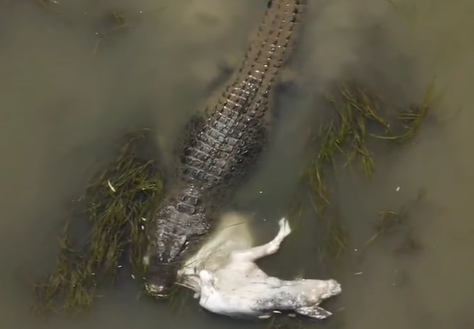 Crocodilo arrasta cavalo em vídeo