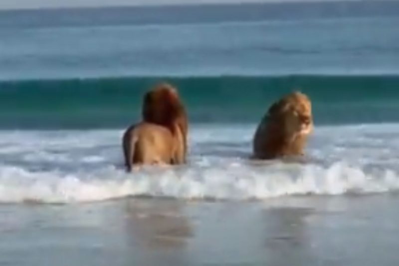 Leões foram flagrados tomando banho de mar