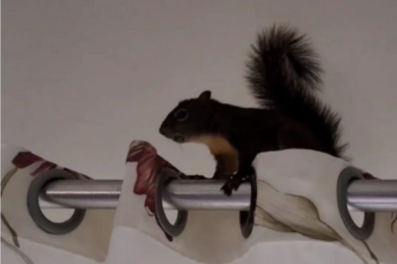 Esquilo serelepe foi resgatado em segurança 