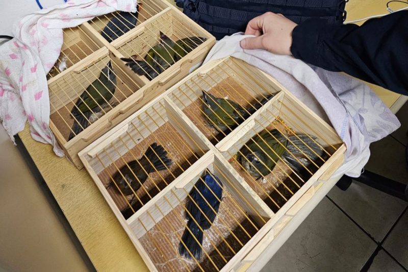 The animals were kept in individual cages – Photo: PRF/Reproduction/ND