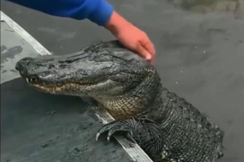 Crocodilo viralizou nas redes sociais 