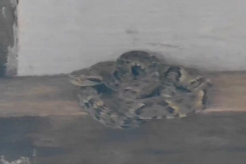 Jararaca foi resgatada após susto