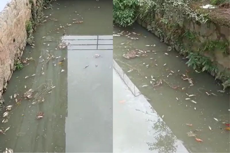 Poluição pode ter matado os peixes