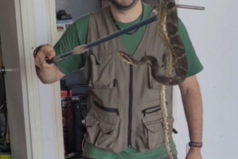 Serpente mortal era uma jararaca 