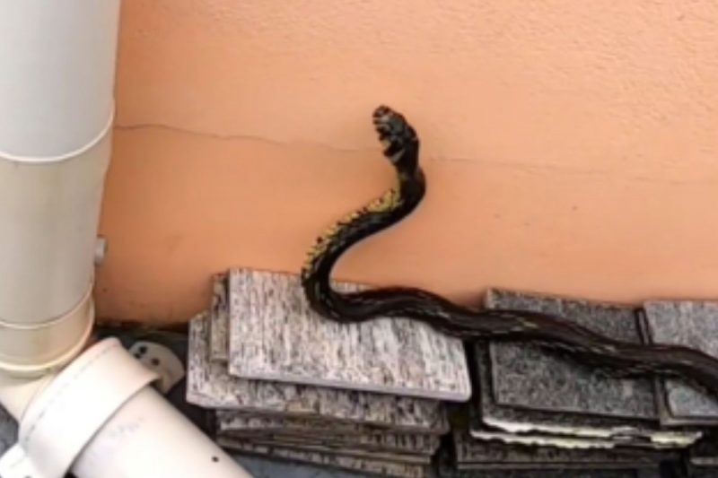 Maior cobra foi resgatada pelo biólogo Gilberto Duwe