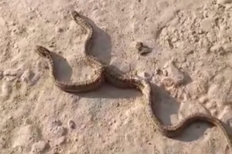 Serpente é assustadora