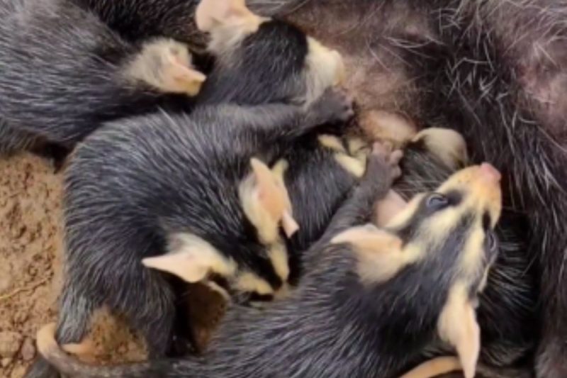 Gambás órfãos foram resgatados 