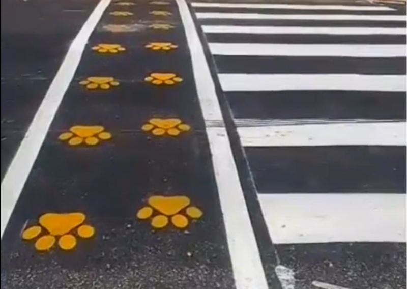 Florianópolis implementa faixa canina e gera polêmica entre moradores