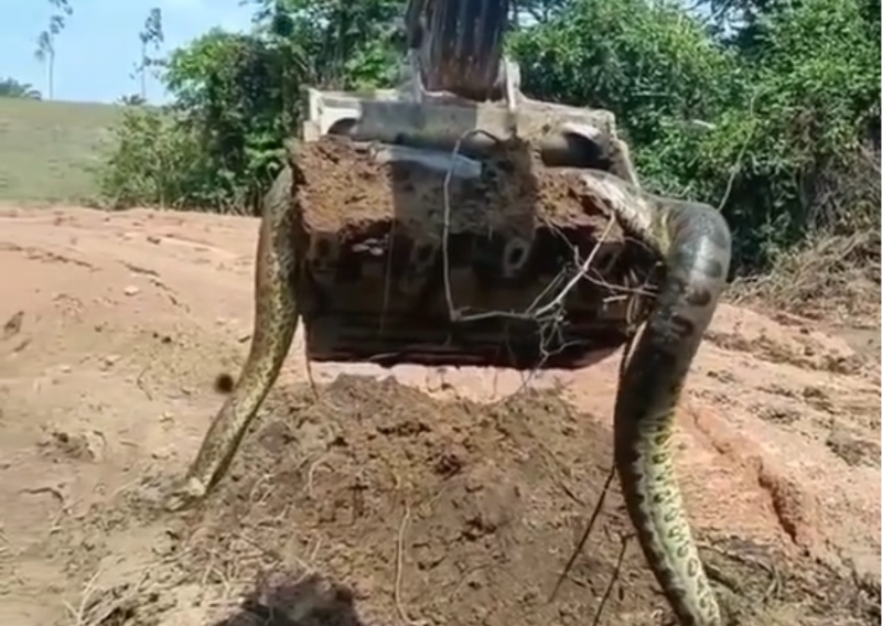 Mastodontic anaconda discovered by excavator: 