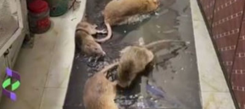ratos gigantes em nova york｜Pesquisa do TikTok