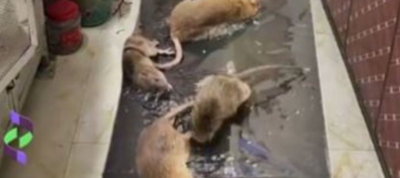 Rats are so flexible that they can fit through the U-bend of a toilet.  Photo: Reproduction/Twitter/ND.