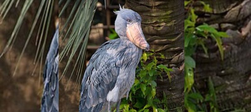 Bico de sapato intriga internautas 