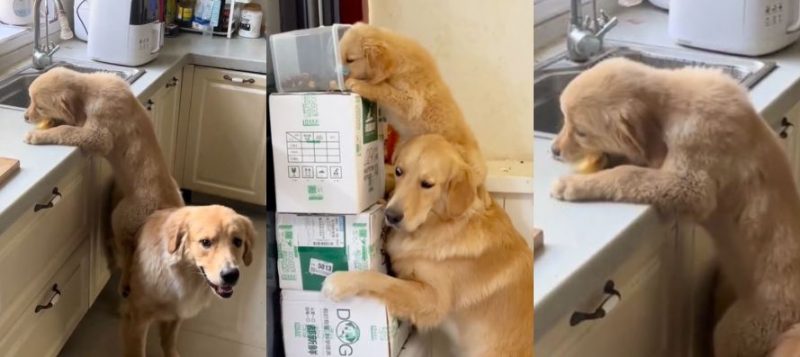 Goldens são flagrados roubando comida e se ajudando