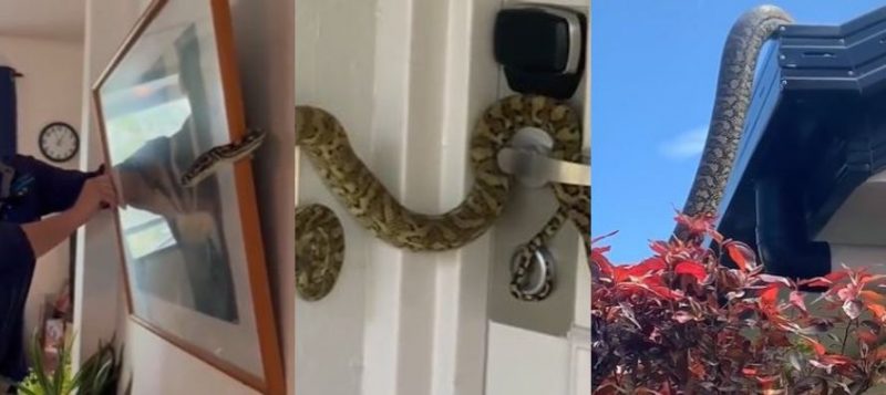 Cobra gigante dá boas-vindas para turistas