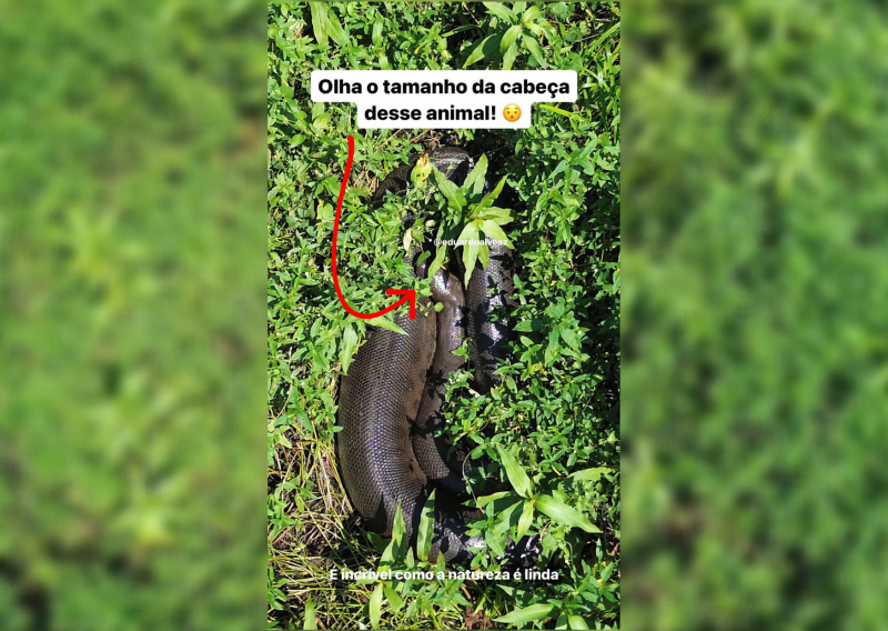 Tamanho da cabe&ccedil;a chamou aten&ccedil;&atilde;o do fot&oacute;grafo – Foto: @eduardoalvesz/Instagram/Reprodu&ccedil;&atilde;o/ND