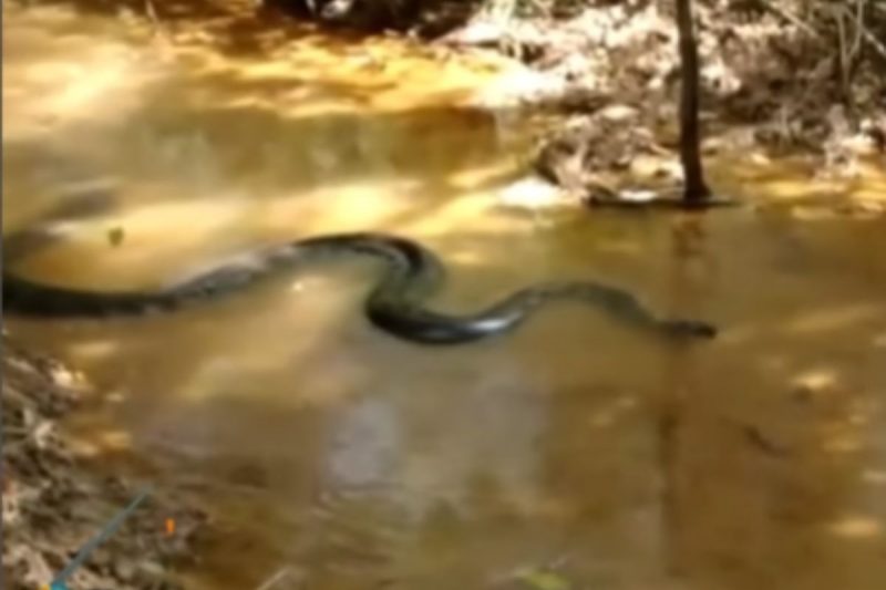 Cobra foi vista em rio e revoltou pescador que queria pescar no local – Foto: Reprodu&ccedil;&atilde;o/Redes Sociais/ND