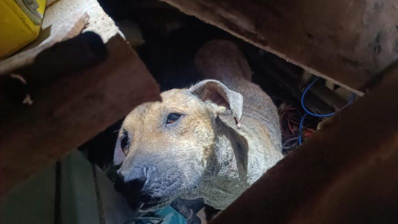 Cachorro sofre maus-tratos e é encontrado abandonado em Balneário Camboriú